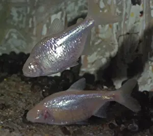 Blind Prints: Mexican Blind Cave Fish - Mexico and USA
