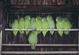 Mexican Blue-Rumped Parrotlets - Group together on perch
