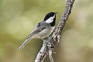Images Dated 2nd July 2007: Mexican Chickadee - in the Chiricahua Mountains in southeastern AZ - July. USA