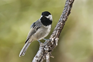 Images Dated 2nd July 2007: Mexican Chickadee - in the Chiricahua Mountains in southeastern AZ - July. USA