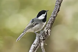 Chickadee Prints: Mexican Chickadee - in the Chiricahua Mountains in southeastern AZ - July. USA