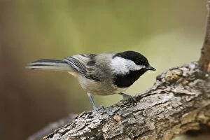 Images Dated 2nd July 2007: Mexican Chickadee. Maine, USA July