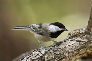 Images Dated 2nd July 2007: Mexican Chickadee. Maine, USA July