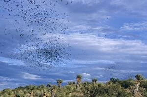 Mexican Free-tail BATS- in flight