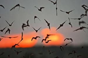 Images Dated 21st May 2012: Mexican Free-tailed Bats (Tadarida braziliensis)