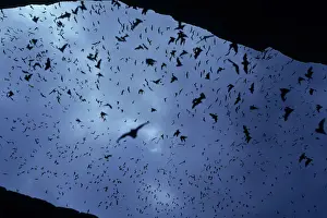 Masses Prints: Mexican Freetail Bats - In flight - Carlsbad New Mexico