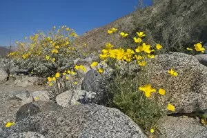 Mexican Gold Poppies and Brittlebush (Encelia farinosa) grow between rocks in the desert