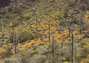 Images Dated 2nd March 2005: Mexican Gold Poppy Organ Pipes National Monument