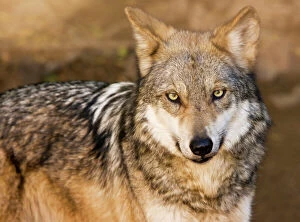 Images Dated 29th December 2008: Mexican Gray Wolf