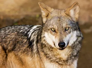 Images Dated 29th December 2008: Mexican Gray Wolf - Arizona, USA