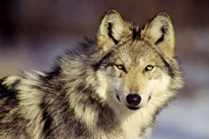 Images Dated 13th February 2007: Mexican Grey Wolf, Endangered Species
