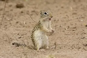 Mexican Ground Squirrel South Texas