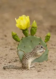Mexican Ground Squirrel South Texas