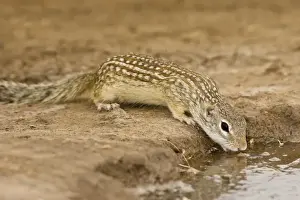 Mexican Ground Squirrel South Texas