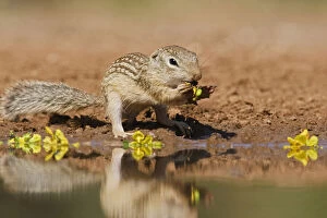 Images Dated 21st May 2012: Mexican Ground Squirrel (Spermophilus mexicanus)