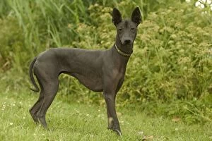 Images Dated 20th June 2004: Mexican Hairless Dog