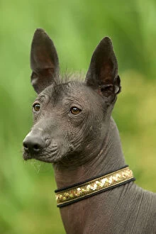 Collar Collection: Mexican Hairless Dog - Close up of head