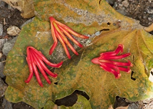 Mexican Hand Tree / Devils / Monkeys Hand Tree - fallen fruits Mexican Hand Tree / Devils / Monkeys Hand Tree - fallen fruits