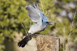 Jays Prints: Mexican Jay