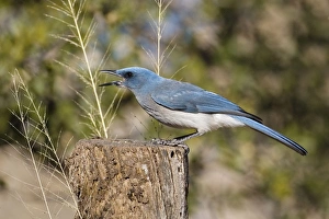 Mexican Jay