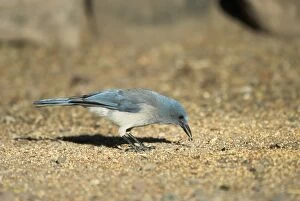 Images Dated 2nd May 2007: Mexican Jay Feeding on ground Portal SE Arizona