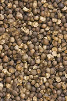 Parasite Prints: Mexican Jumping Bean - In motion - Alamos - Sonora - Mexico - A type of seed in which the egg of a small moth has been