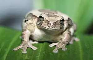 Mexican Masked Tree Frog CMB 709 Smilisca baudinii - Central America © Chris Martin ARDEA LONDON