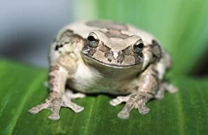 Mexican Masked Treefrog