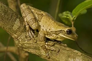 Images Dated 24th July 2011: Mexican Masked Treefrog - Costa Rica