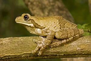 Images Dated 24th July 2011: Mexican Masked Treefrog - Costa Rica