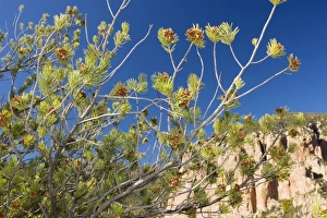 Images Dated 24th December 2008: Mexican Pinyon Pine (Pinus cembroides) in the form sometimes described as Border Pine Pinus discolor