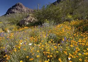 Images Dated 2nd March 2005: Mexican poppies, lupins (Lupinus sparsiflora) etc. - spring flowers in Organ Pipe cactus National Monument