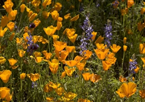 Images Dated 2nd March 2005: Mexican poppies, lupins (Lupinus sparsiflora) etc. - spring flowers in Organ Pipe cactus National Monument