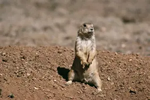 Mexican Prairie Dog Saltillo, Coahuila, Mexico