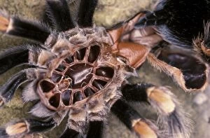 Bird Eating Gallery: Mexican Red-Kneed Tarantula / Bird-Eating Spider - Moulting