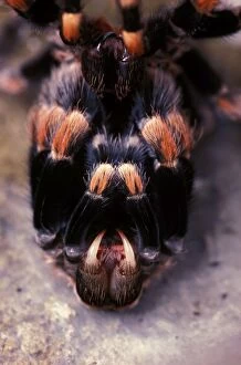 Images Dated 24th April 2007: Mexican red-kneed tarantula -moulting. Previously known as: Euathlus smithi