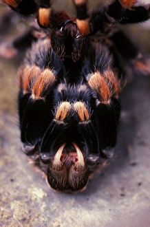 Images Dated 24th April 2007: Mexican red-kneed tarantula -moulting. Previously known as: Euathlus smithi