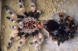 Stripes Prints: Mexican red-kneed tarantula Spider - next to moulted skin Previously known as: Euathlus smithi