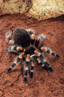 Images Dated 21st December 2005: Mexican Red-kneed Tarantula Spider Previously known as: Euathlus smithi