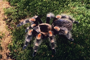 Images Dated 21st December 2005: Mexican red-kneed tarantula Spider Previously known as: Euathlus smithi