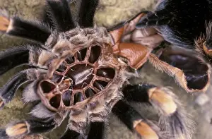 Mexico Prints: Mexican Red Leg / Knee Tarantula Spider PPG 1443 Moulting Brachypelma (euathlus)