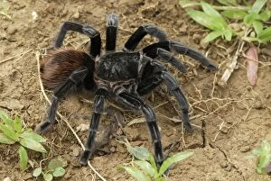 Images Dated 12th February 2006: Mexican red rump / Mexican black velvet Tarantula - Bird-eating Spider Belize