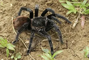 Mexican red rump / Mexican black velvet Tarantula - Bird-eating Spider Belize