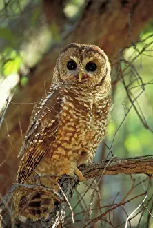 Mexican Spotted Owl - In tree - Arizona - Threatened species - Inhabits mature coniferous and mixed forest and wooded canyons - Involved in recent controversies between logging