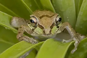Reptiles And Amphibian Prints: Mexican Tree Frog - Alamos - Sonora - Mexico