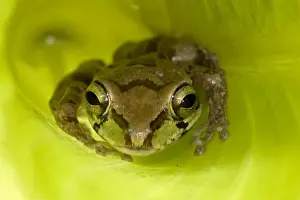 Mexican Tree Frog - Alamos - Sonora - Mexico