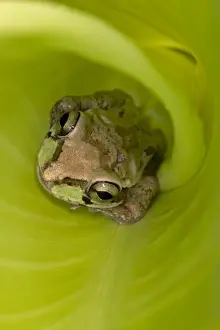 Mexican Tree Frog - Alamos - Sonora - Mexico