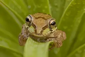 Mexican Tree Frog - Alamos - Sonora - Mexico