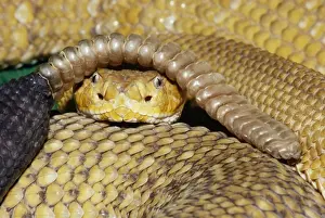 Rattles Prints: Mexican West Coast Diamondback Rattlesnake North Mexico & South California