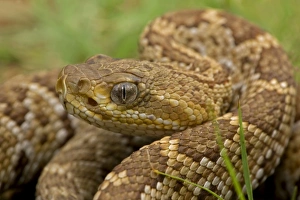 Images Dated 29th July 2008: Mexican West Coast Rattle Snake - Alamos - Sonora Mexico - Neonate